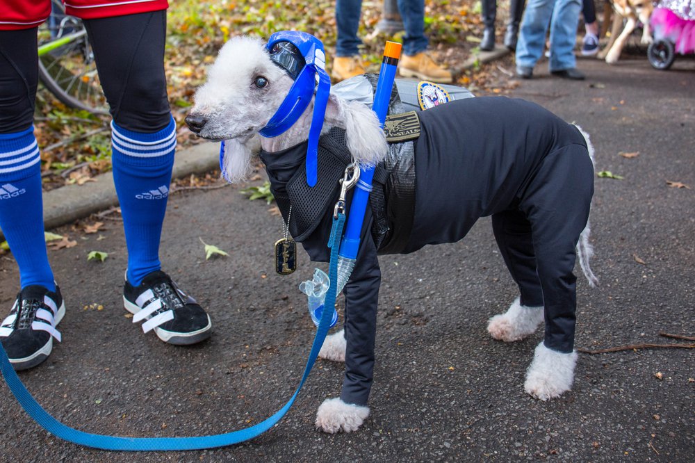 bdb812d58dog-28-jpg.jpeg