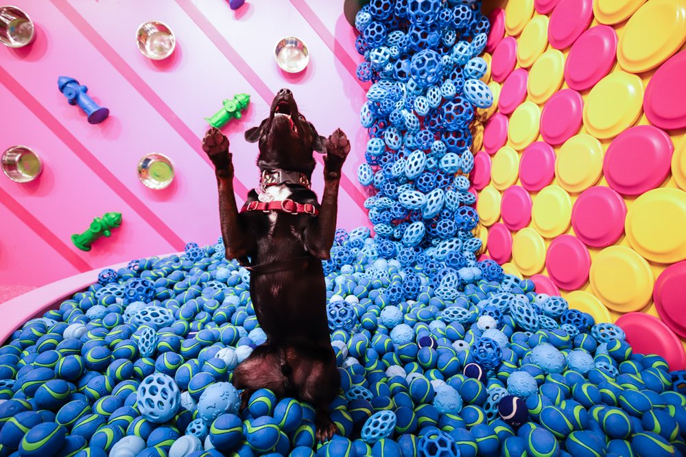 bde6bfcf6saimokhtari-9234-jpg.jpeg "There is no god like the god of balls"