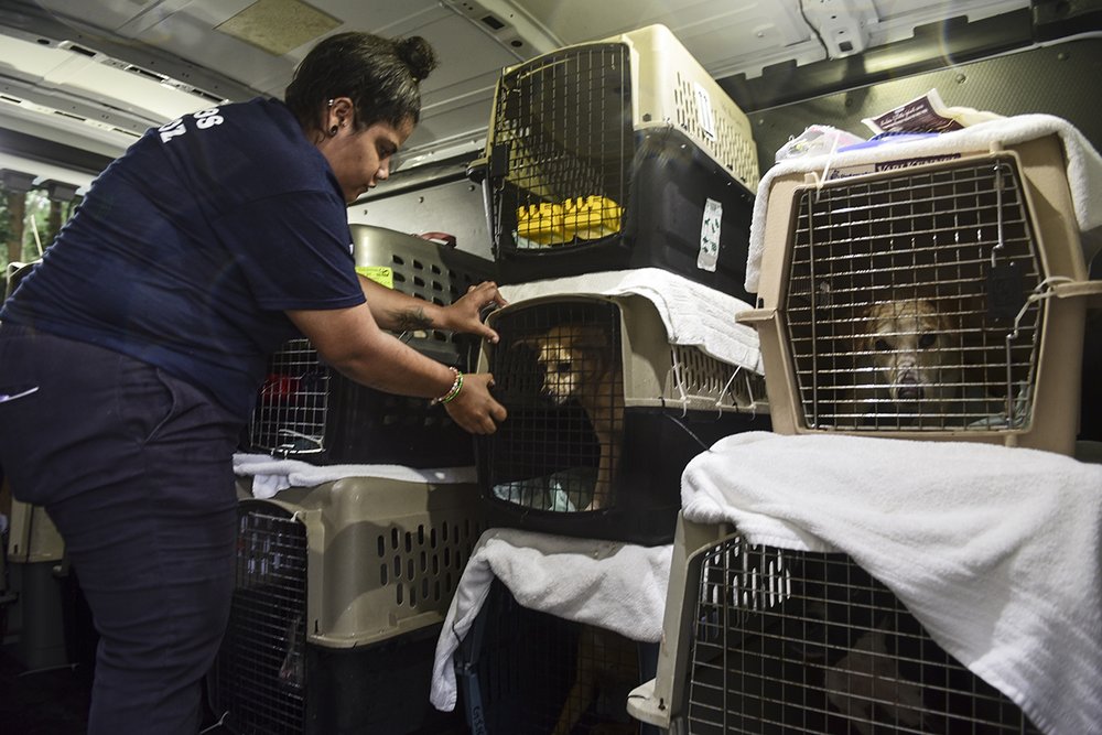 bf38f7286hsus_photo_386569-jpg.jpeg Joanice Ramos, volunteer at the San Francisco de Asis animal shelter in Cabo Rojo, Puerto Rico, closes the crate for one of the dogs being transported to the U.S. on Tuesday, Aug. 22, 2017. (Carlos Giusti/AP Images for The HSUS)