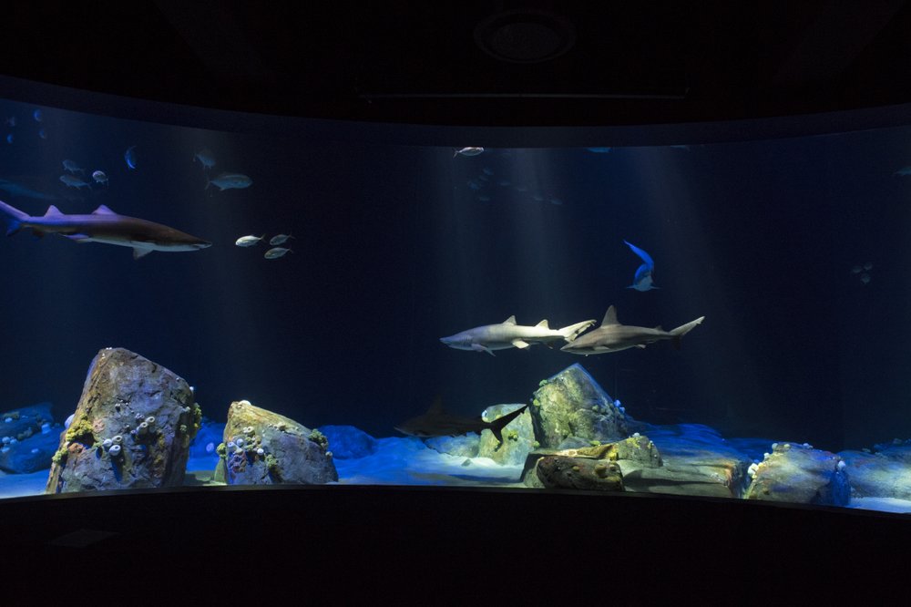 bfedd6611julie-larsen-maher_2080_hudson-canyon-s-edge-with-sharks_ows-_aq_06-21-18-jpg.jpeg (Julie Larsen Maher/WCS)
