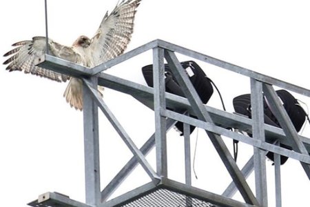 birdconcert070819.jpg