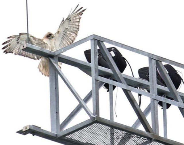 birdconcert070819.jpg