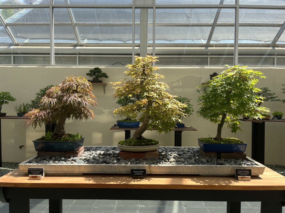 Three bonsai trees on a table inside a greenhouse.