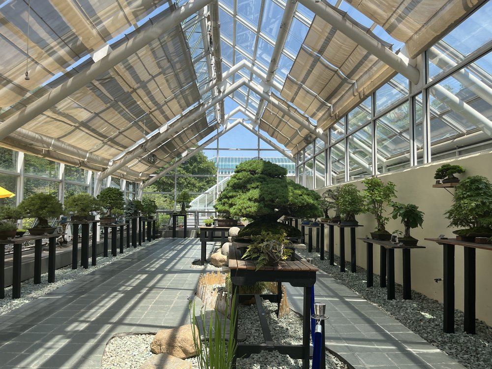 A row of bonsai trees inside a greenhouse.