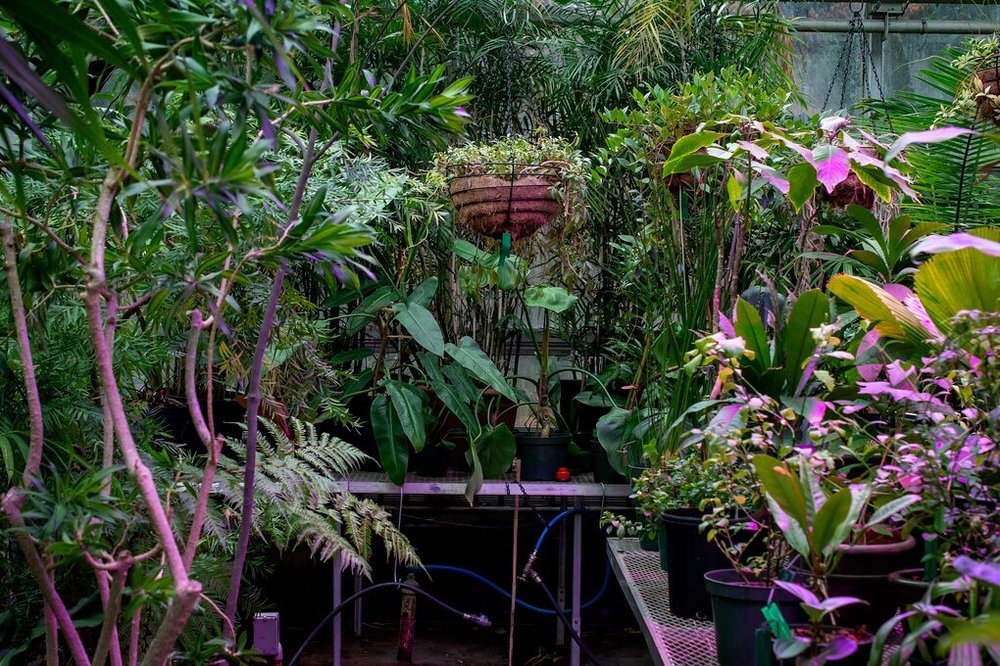 The Brooklyn Botanic's nursery, which has more than 9,000 specimens and spans more than 31,500 square feet.