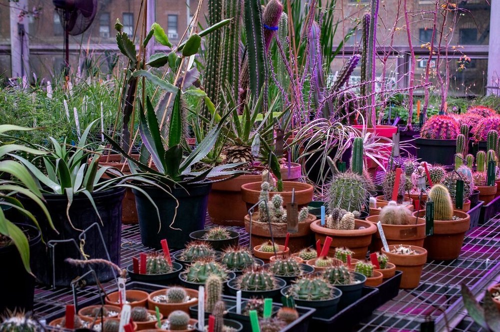 A storage area filled with warm-temperature and desert plants.