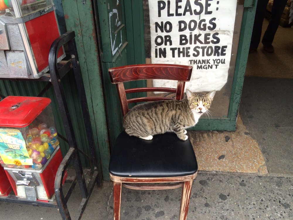 c001e01ecimg_0064-jpg.jpeg This is Nancy, in Williamsburg. No dogs here, okay?<br> (Courtesy reader Nancy)