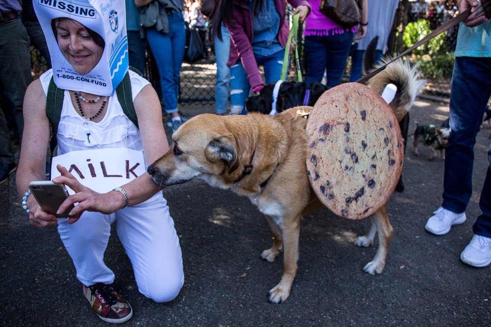 c00d1d6cadoghalloween-137-jpg.jpeg