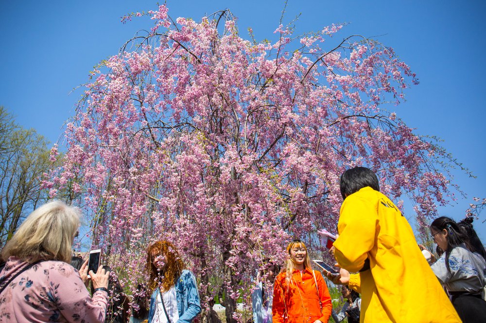 c00dd4480sakura-84-jpg.jpeg