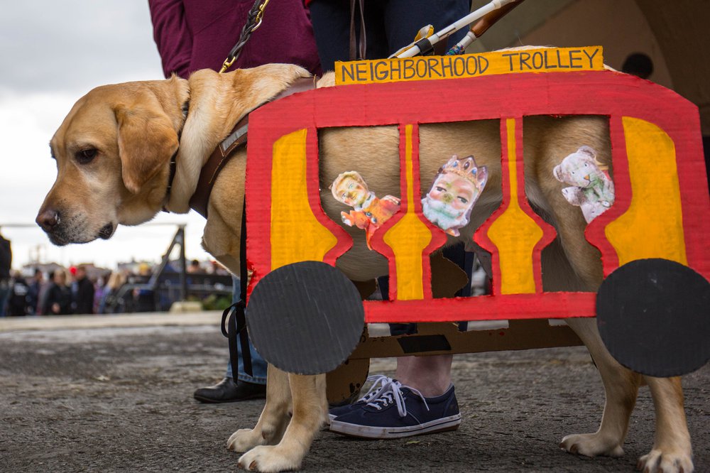 c0ad245a4dog-126-jpg.jpeg
