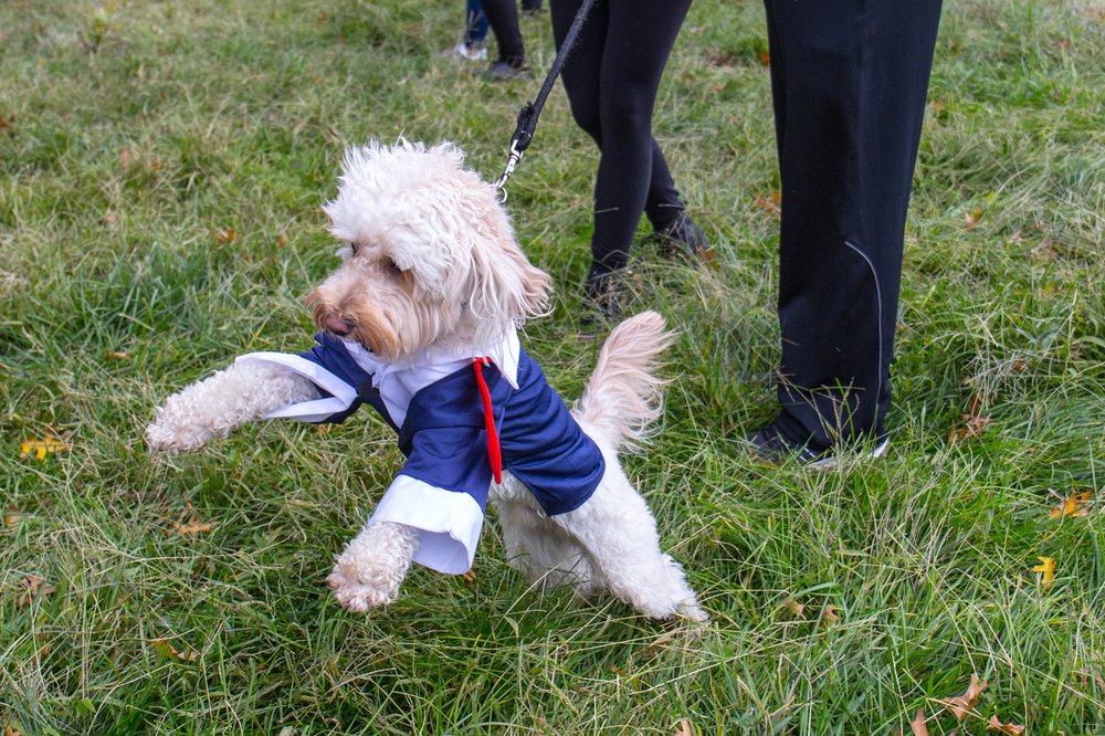 c1bb3d345dog-89-jpg.jpeg
