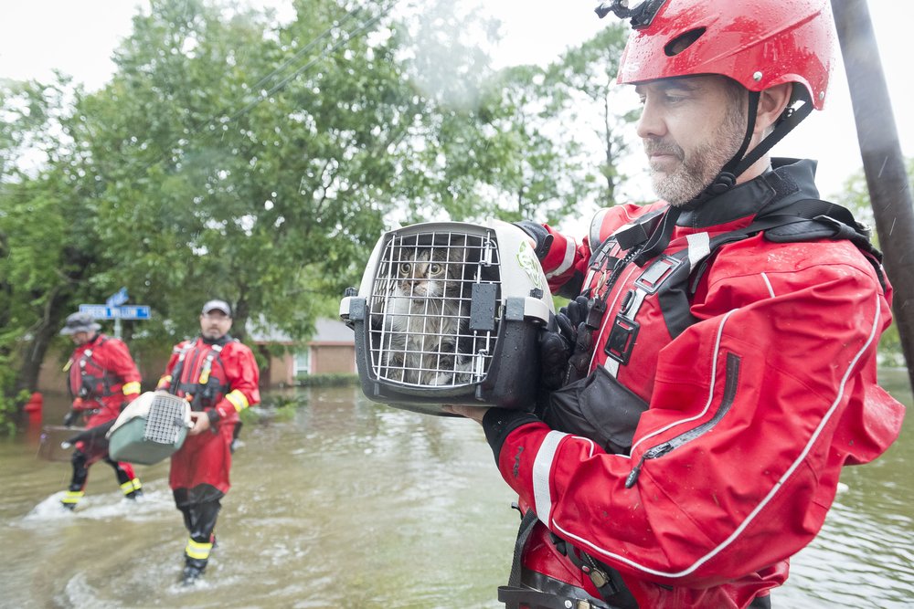c374f1ec4hsus_photo_387787-jpg.jpeg An HSUS rescue team manages to find two cats (AP Images for HSUS)