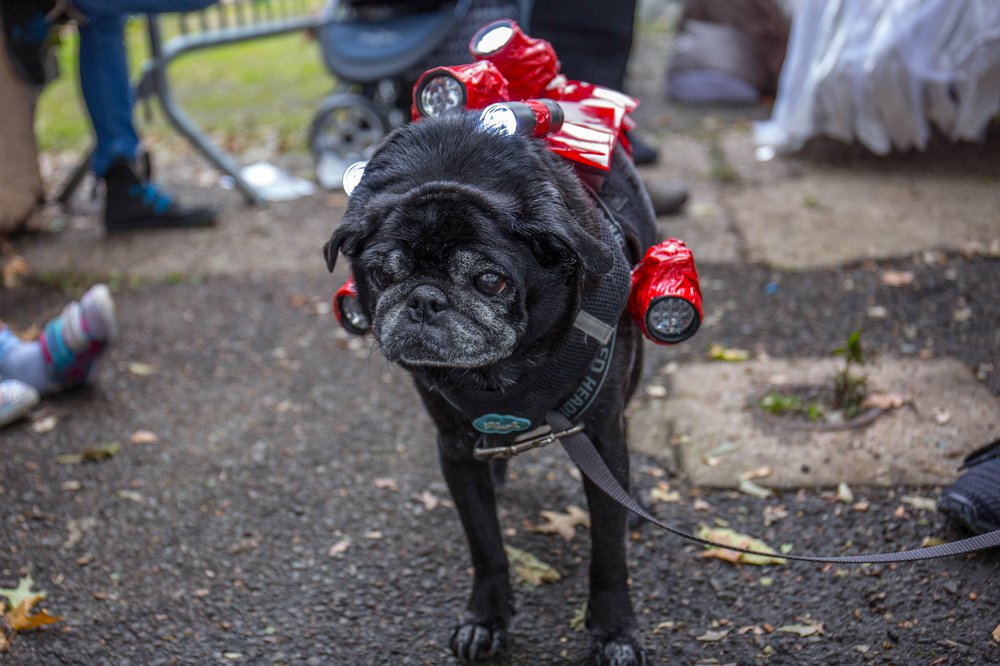 c378cfc51dog-144-jpg.jpeg