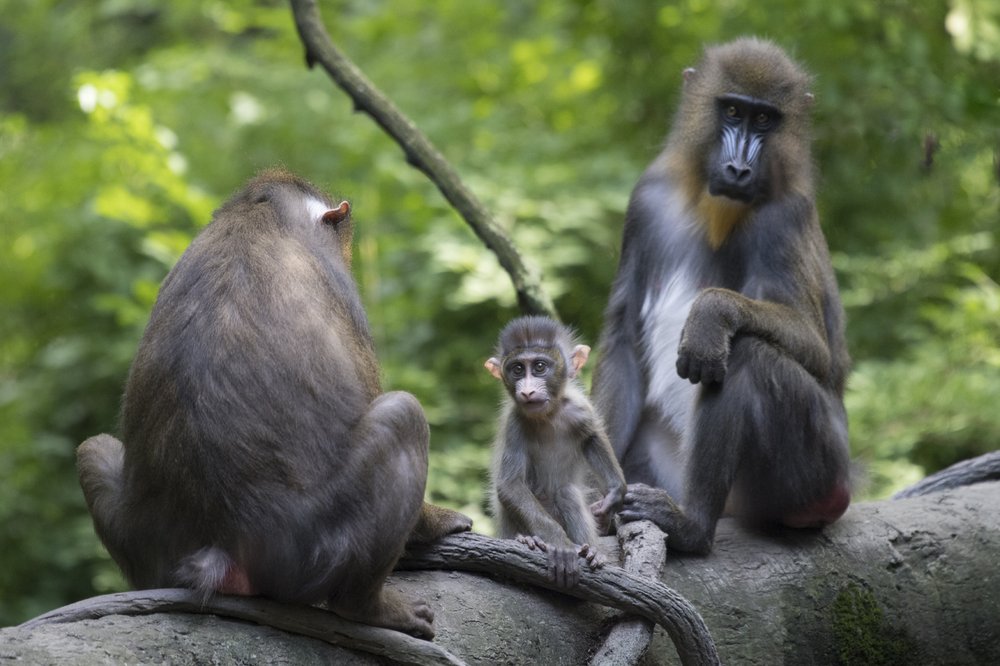 c470f7539julie-larsen-maher_3585_mandrill-and-baby_con_bz_08-18-18-jpg.jpeg