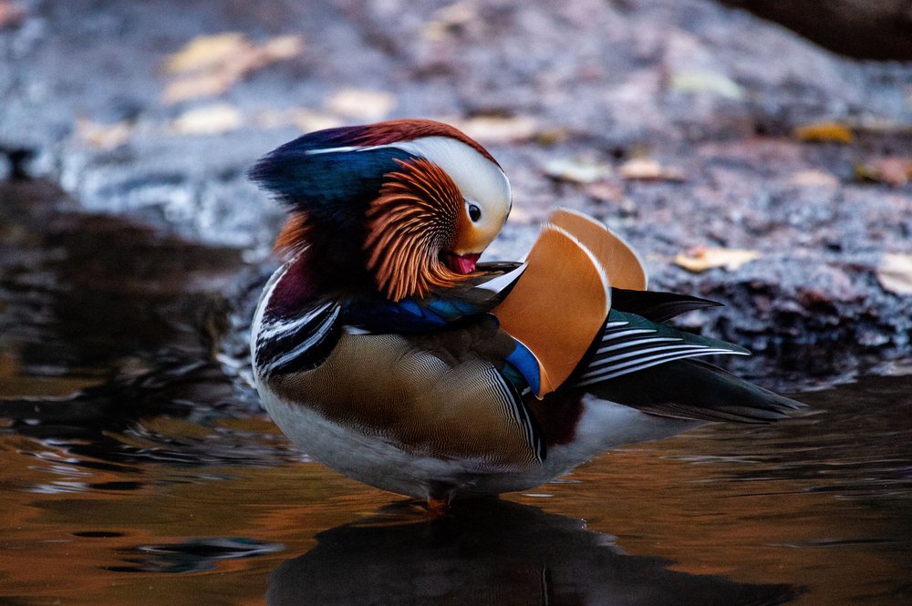 c64a27079shutterstock_9960011k-jpg.jpeg (Steven Ferdman / Shutterstock)