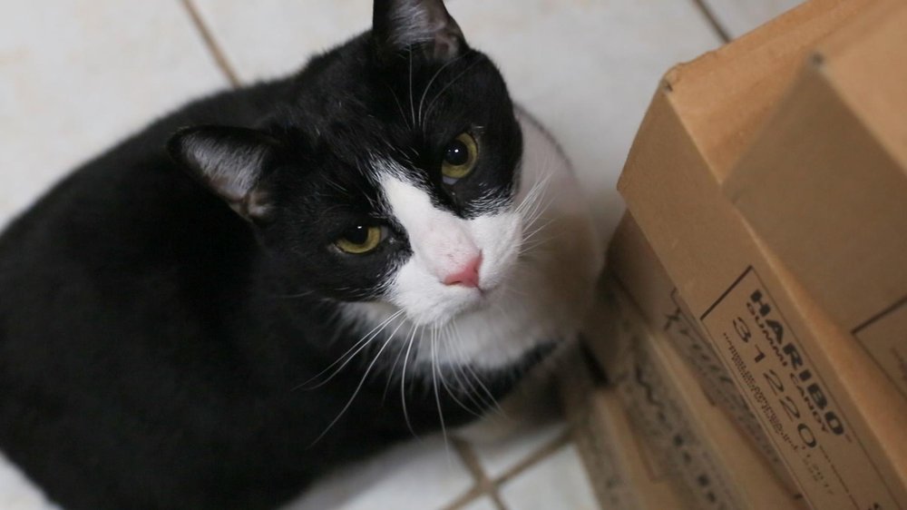 c6531afc1cat_twavnbo-jpg.jpeg This is Star, who guards your Haribo treats.<br>(Amy Pearl / WNYC)