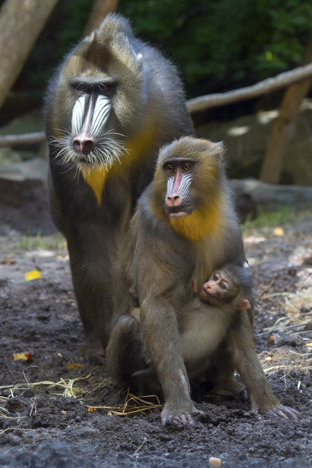 c6d775e8ejulie-larsen-maher_2955_mandrill-and-baby_con_bz_08-15-18-jpg.jpeg
