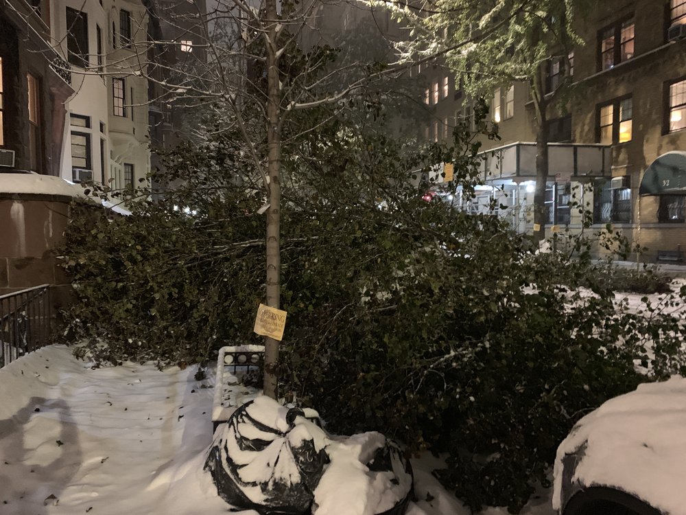 c7c5f46d0image-from-ios-10-jpg.jpeg Downed tree on an Upper West Side street (Kate Hinds / WNYC)