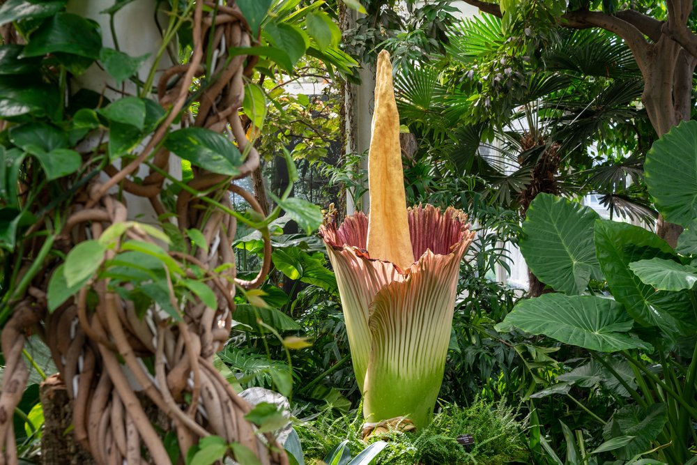 c933ed510a7r01233-jpg.jpeg The corpse flower