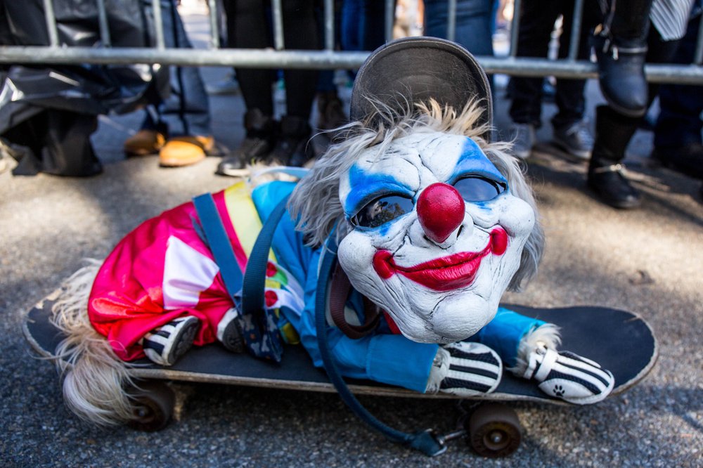 cc014ba58doghalloween-40-jpg.jpeg
