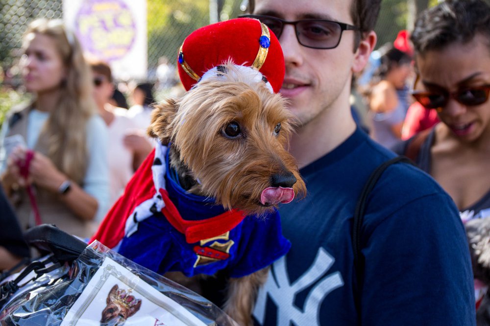 ccfa3cb13383a2c4f1doghalloween-174-jpg-web_gallery-jpg.jpeg