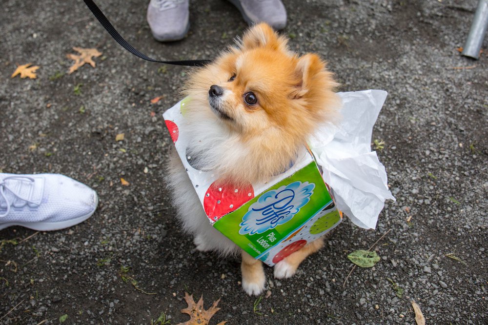 ce70420a0dog-212-jpg.jpeg