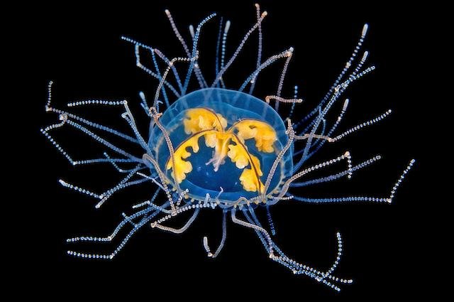 Beware the clinging jellyfish.