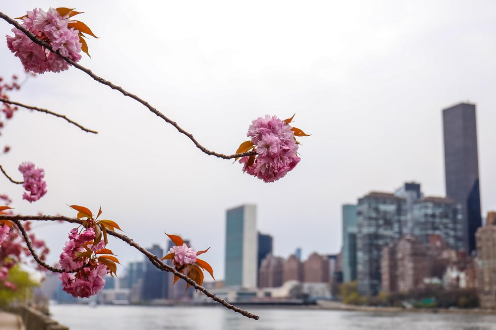 coronaroosevelt-72.jpg cherry blossoms