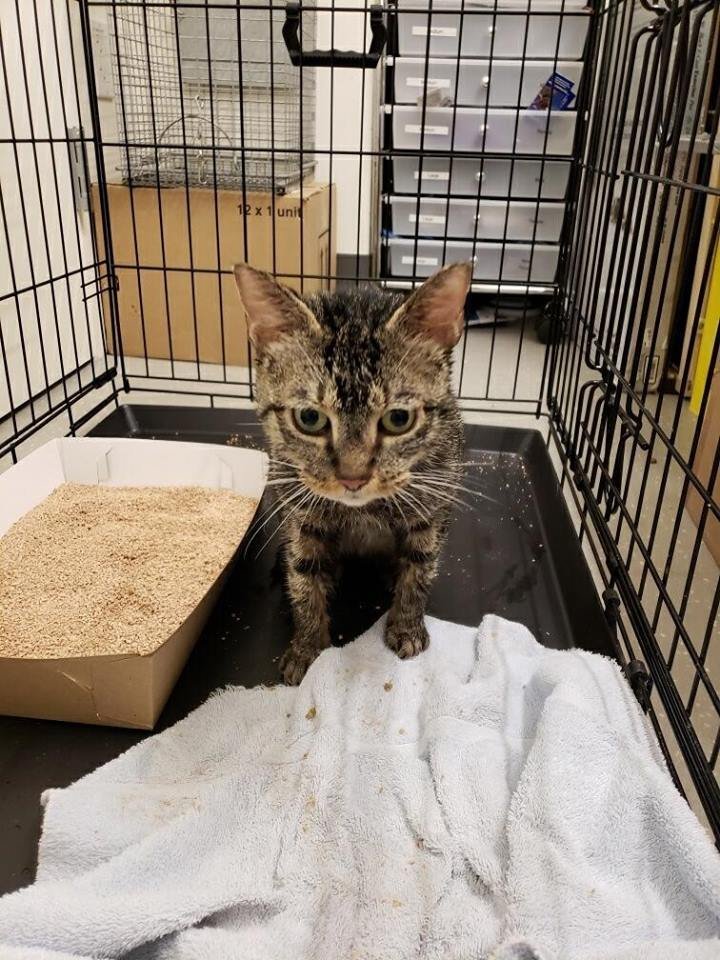 d0dde4c7846403333_10160978302065304_3439500443036680192_n-jpg.jpeg Sage, who was found in mid-November<br>