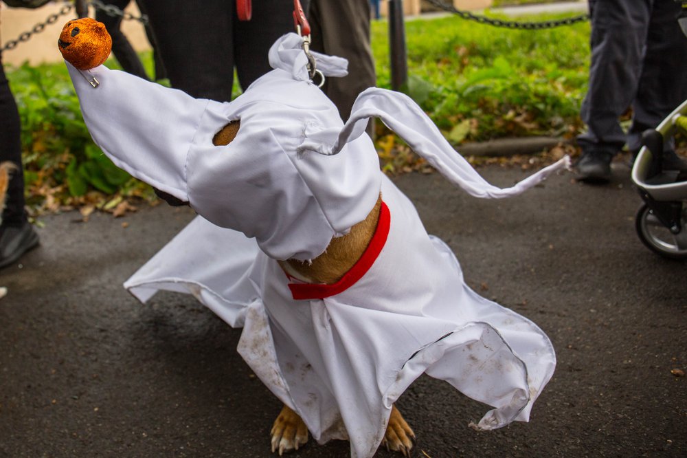 d10b50fd3dog-44-jpg.jpeg