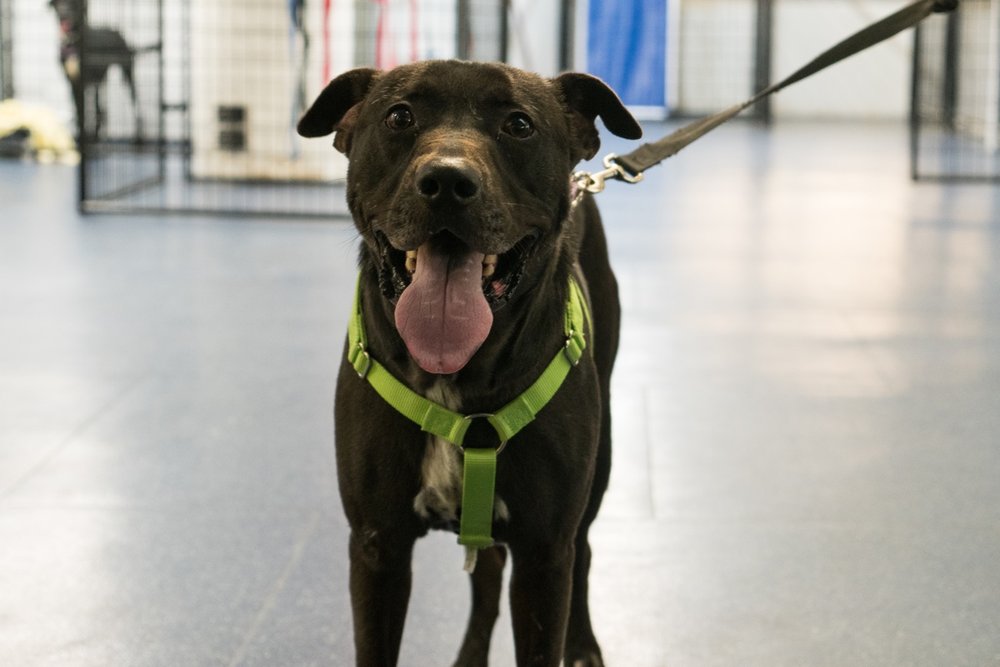 d3b1299f2max1-jpg.jpeg Maximus would like to meet you<br>