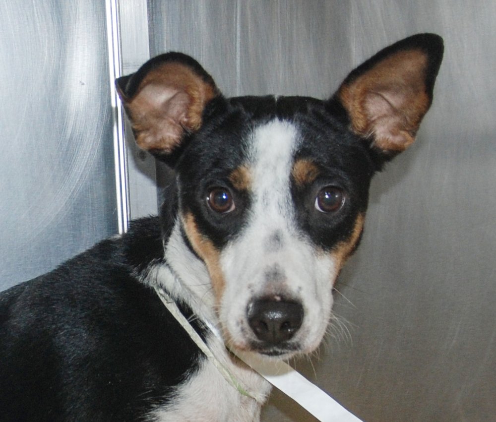d3c5b999esonic-jpg.jpeg Sonic at the Animal Rescue Fund of the Hamptons (Animal Rescue Fund of the Hamptons, Inc.)
