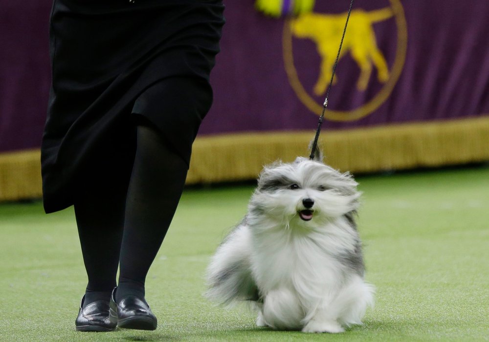 d442b3197shutterstock_10103333ba-jpg.jpeg This dog is named after Bono— not the lead singer of U2, it's just a sick personal joke about Sonny Bono that's hard to explain. (Frank Franklin II/AP/Shutterstock)