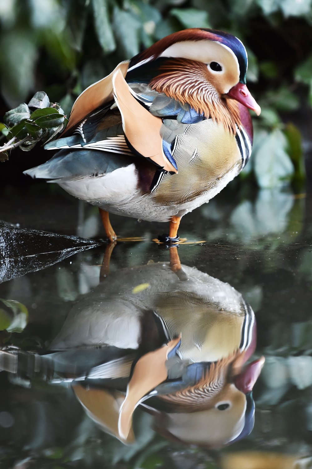 d46af8c69shutterstock_9955303e-jpg.jpeg Mandarin Duck