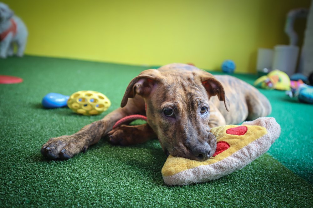 d51da38c2saimokhtari-9020-jpg.jpeg Marbles, a plott hound mix, is 3.5 months old, and is available to adopt!
