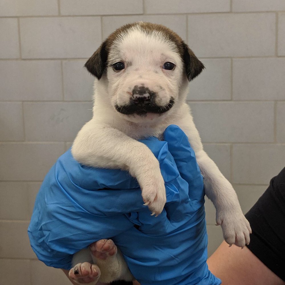 d60a158b5moustache-jpg.jpeg