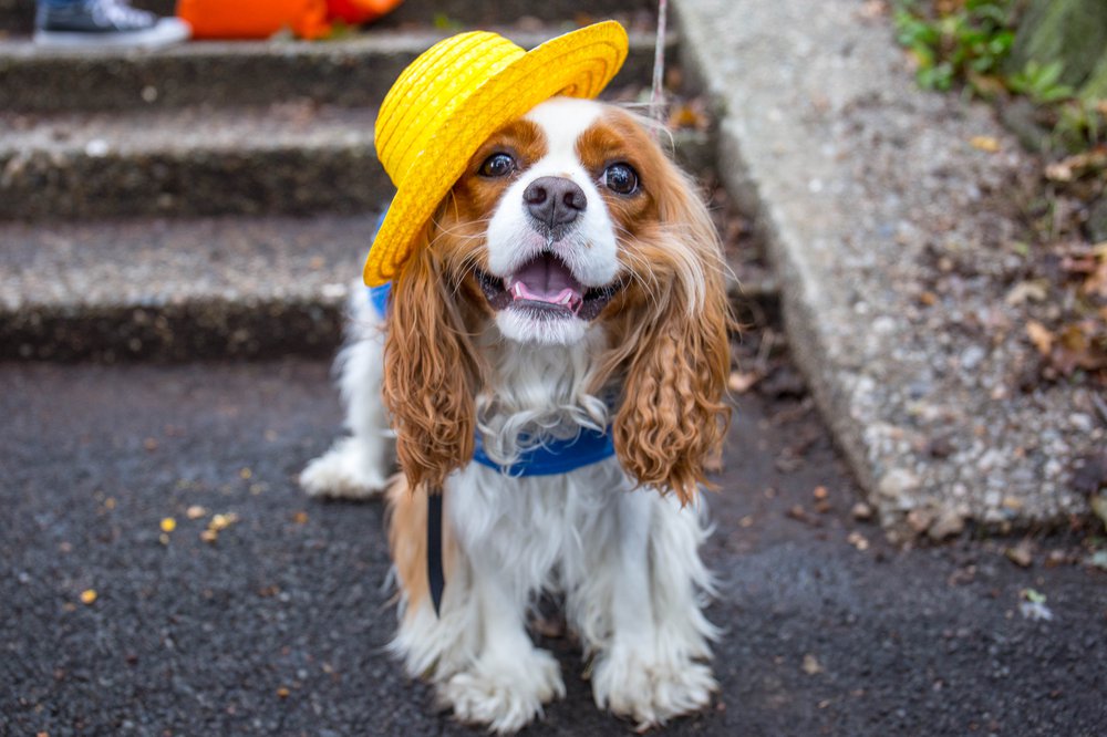 d68652f1bdog-19-jpg.jpeg
