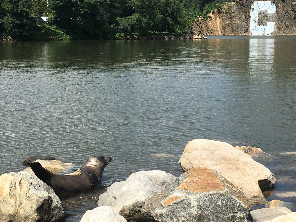 d6a139973img_5686-jpg.jpeg A seal hangs out in Spuyten Duyvil (Taegin Reisman)