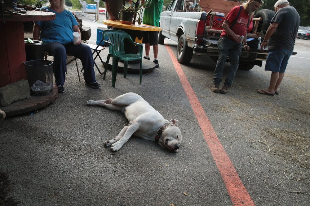 d6a17fd86gettyimages-835323972-jpg.jpeg Zeus the dog takes a break from eclipse prep in Makanda, Illinois.<br>