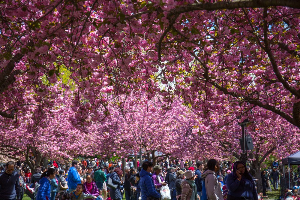 d891dad16sakura-115-jpg.jpeg
