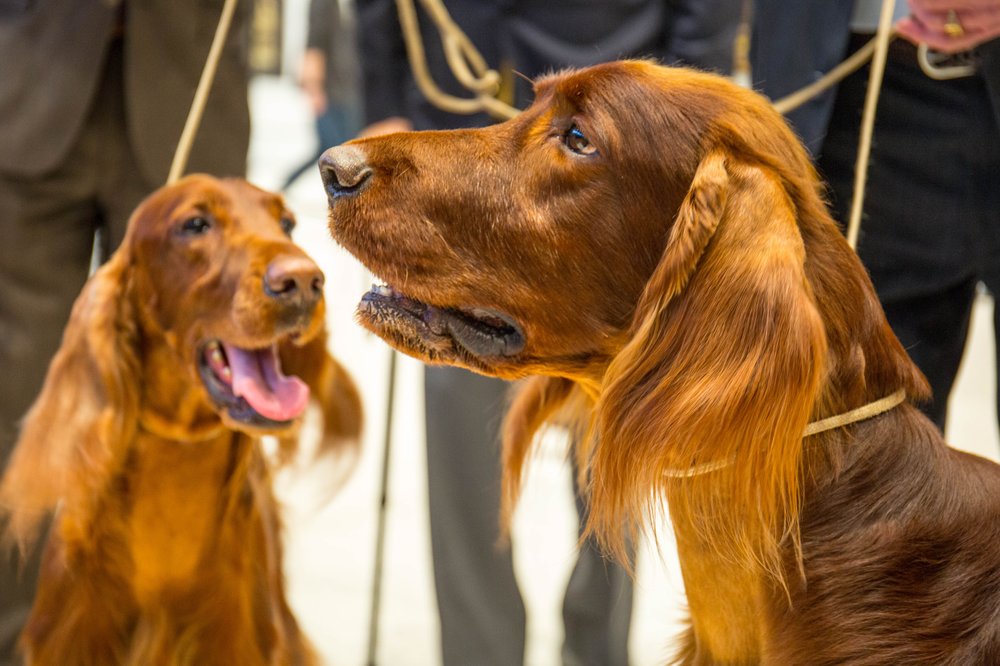 d896568a5dog-15-jpg.jpeg