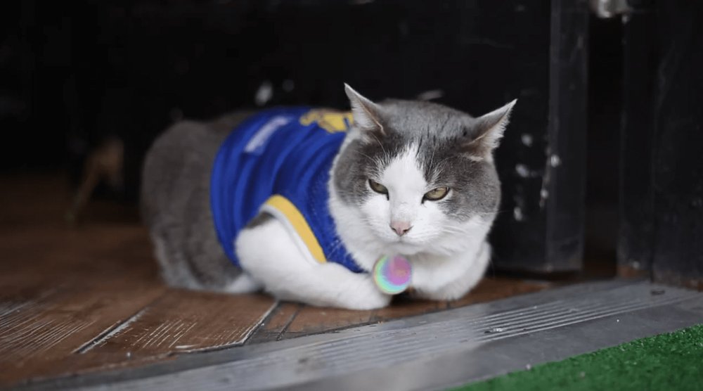 d98301bb7wolverine-jpg.jpeg This is Wolverine, who is a huge Golden State Warriors fans and there's nothing you can do about that.<br>(Amy Pearl / WNYC)