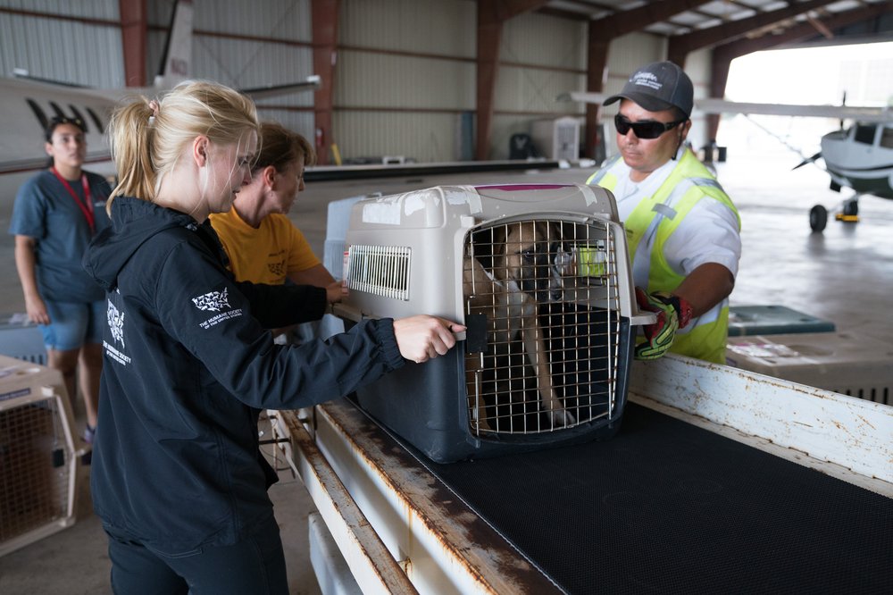 d9d878858hsus_photo_387555-jpg.jpeg These dogs will be sent to the East Coast for adoption (AP Image for HSUS)