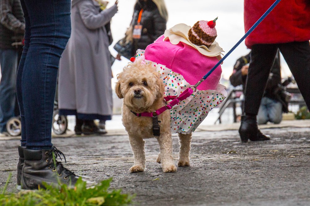 d9f4d2022dog-68-jpg.jpeg