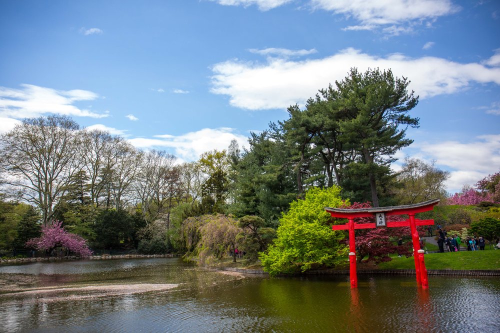 da7a66977sakura-105-jpg.jpeg