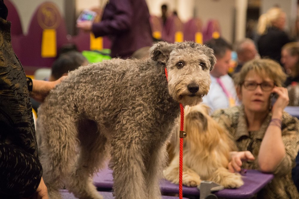 dc893e416westminster21-jpg.jpeg This dog was Billy McFarland's cocaine dealer. (Jenn Hsu/Gothamist)