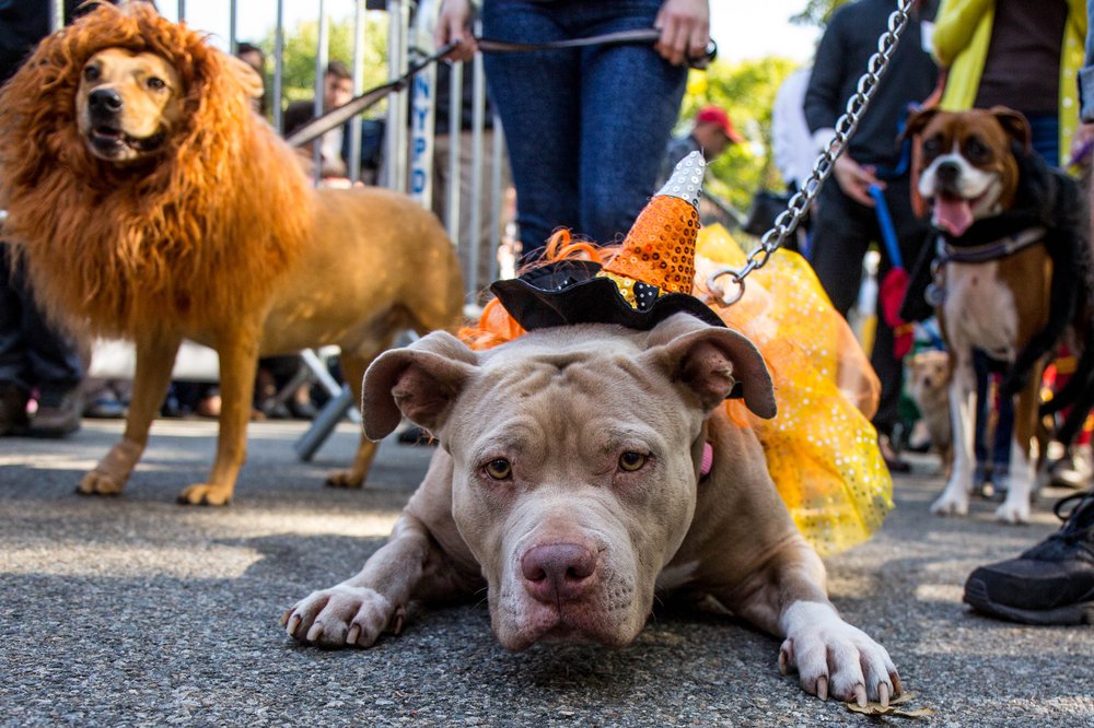 dd58f99b6doghalloween-67-jpg.jpeg