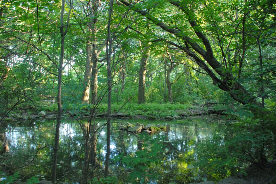 Azalia Pond, present day. (Courtesy of the Central Park Conservancy)