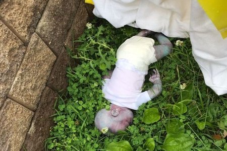 deadbabythatwasn%27t0618.jpg