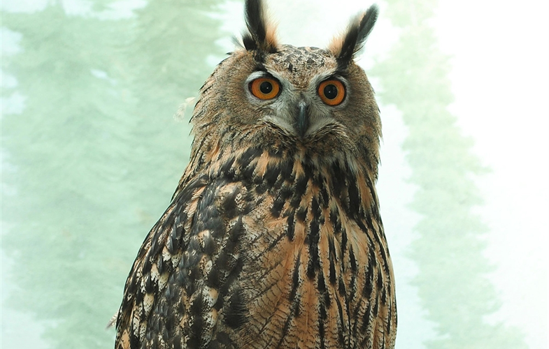 Flaco escaped from his habitat at the Central Park Zoo after the mesh was vandalized in early February, zoo officials say.